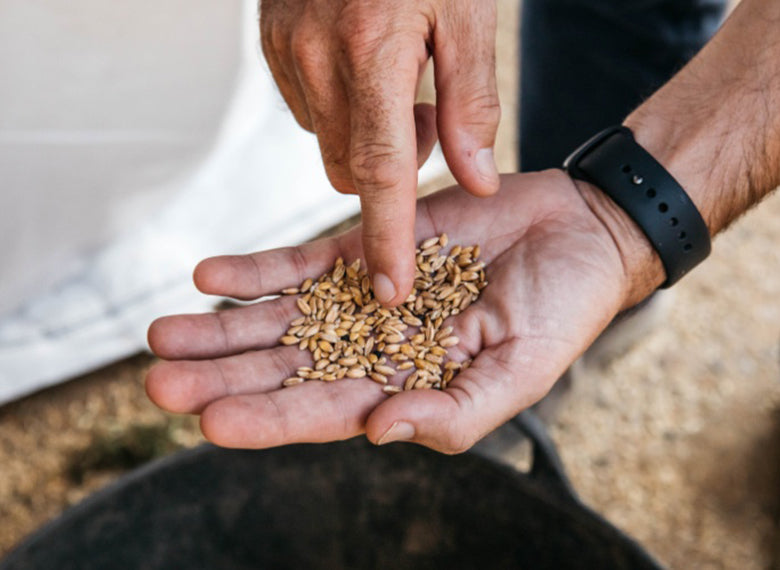 Revival Einkorn