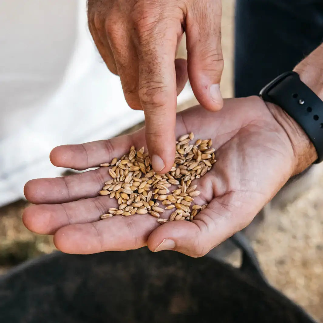 Revival Einkorn