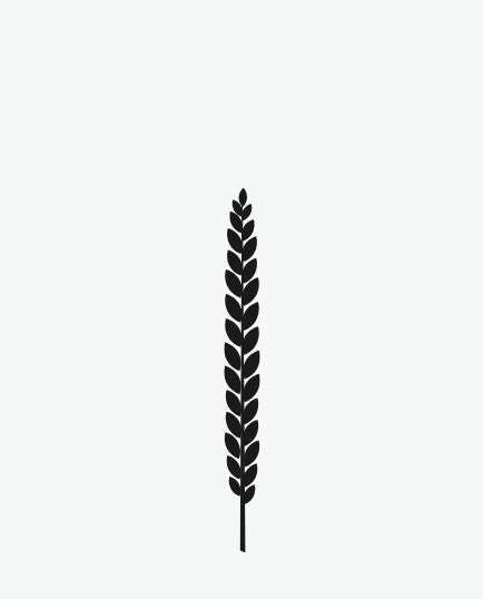 Revival Einkorn