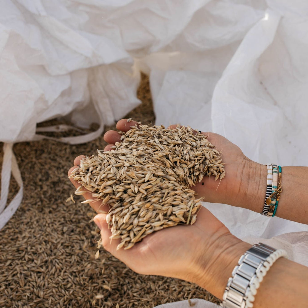 Einkorn Easier to Digest