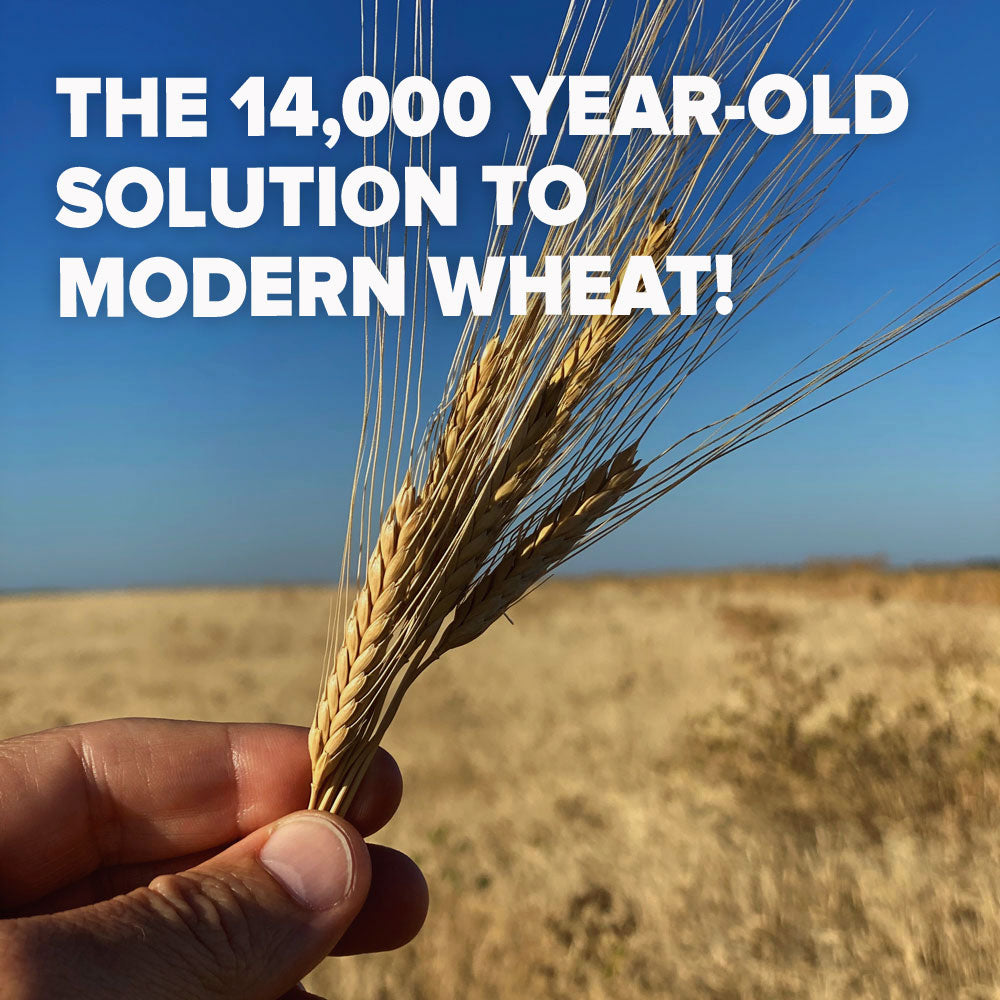What is Einkorn Wheat?