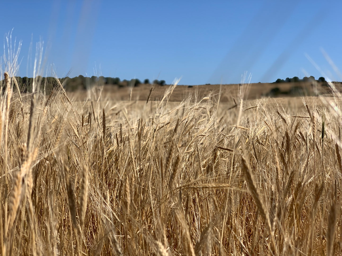 Revival Einkorn