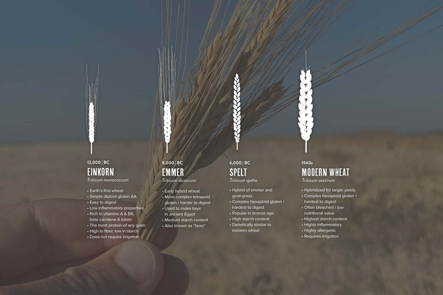 Einkorn vs modern wheat