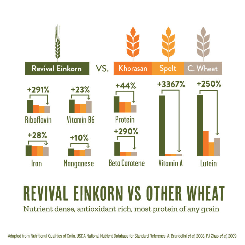 einkorn vs other wheat
